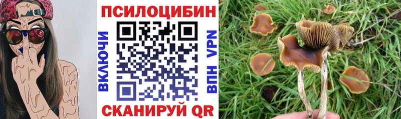 Галлюциногенные грибы Psilocybe  Белореченск 